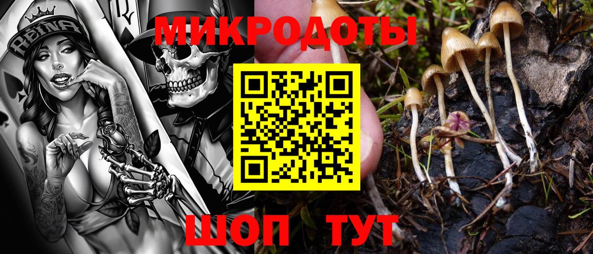 Галлюциногенные грибы Psilocybine cubensis Апшеронск